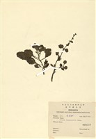 藏品(毛萼鞘蕊花)的圖片